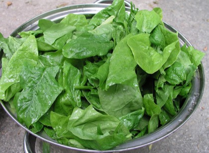 Baby spinach leaves
