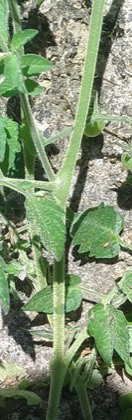 Tomatoes on the vine
